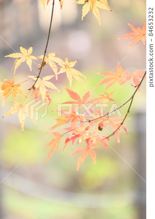 楓樹在清新的秋天背景 楓樹在清新的秋天背景 84653232