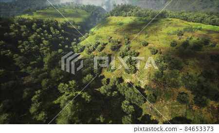 tropical forest in morning view of highland Malaysia tropical forest in morning view of highland Malaysia 84653373