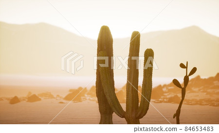 Arizona desert sunset with giant saguaro cactus 84653483