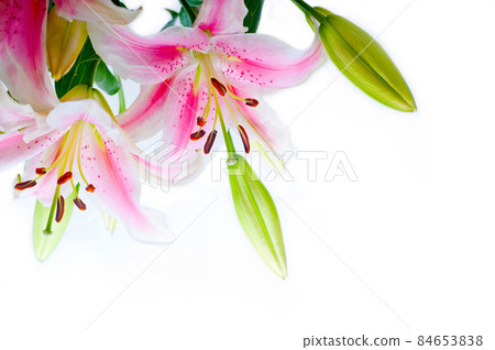 lily flowers corner frame lily flowers corner frame 84653838