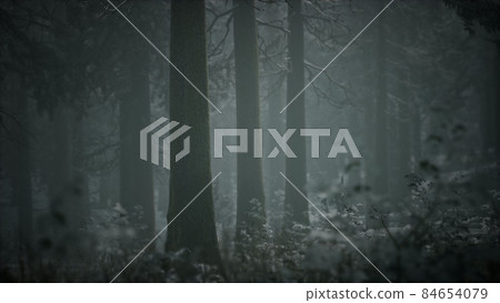 winter snow-covered forest on a cloudy day 84654079