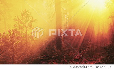 marvelous scenery of the coniferous forest at the end of autumn marvelous scenery of the coniferous forest at the end of autumn 84654097