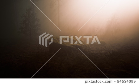 Sun rays deep in the forest in spring Sun rays deep in the forest in spring 84654099