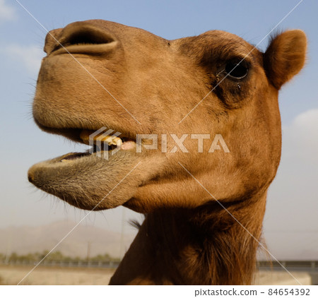 Portrait of funny camel head, Sharjah, UAE 84654392