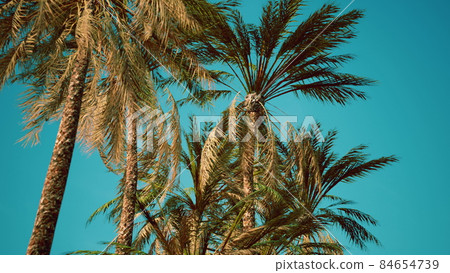 view of the palm trees passing by under blue skies view of the palm trees passing by under blue skies 84654739