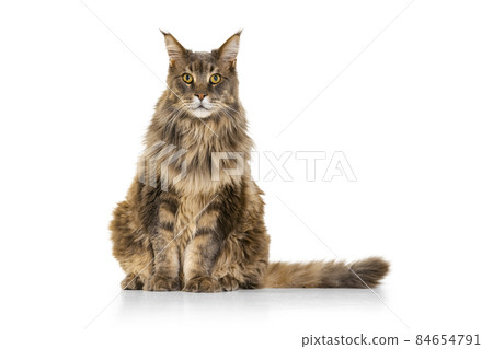 Portrait of adorable purebred big Maine Coon cat sitting on floor isolated on white studio background. Animal life concept 84654791
