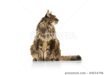 Fluffy beautiful purebred big Maine Coon cat sitting on floor isolated on white studio background. Animal life concept Fluffy beautiful purebred big Maine Coon cat sitting on floor isolated on white studio background. Animal life concept 84654796