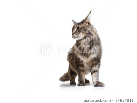 Studio shot of purebred big Maine Coon cat walking away isolated on white studio background. Animal life concept 84654811