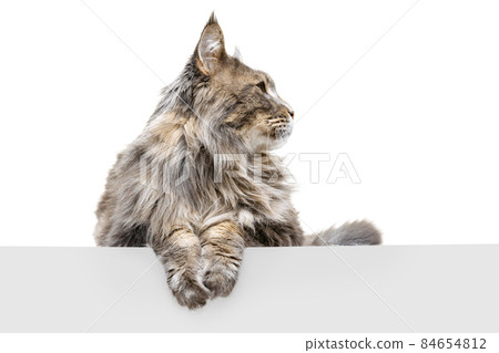 Close-up gorgeous purebred big Maine Coon cat posing isolated on white studio background. Animal life concept Close-up gorgeous purebred big Maine Coon cat posing isolated on white studio background. Animal life concept 84654812