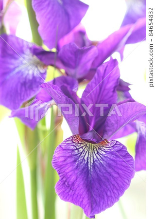 Ayame purple is beautiful Japanese flower close-up 84654832