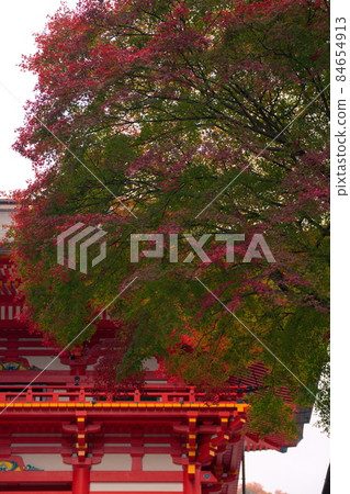 滋賀縣近江神社的秋葉 滋賀縣近江神社的秋葉 84654913