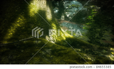 tree with moss on roots in a green forest tree with moss on roots in a green forest 84655385
