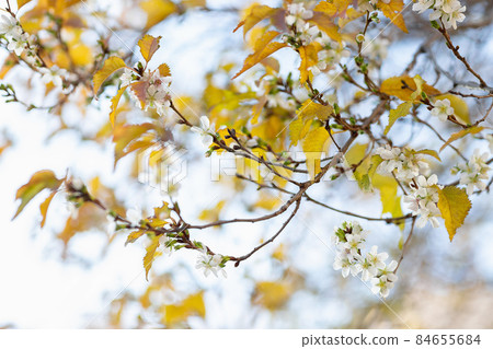 Cherry blossom and yellow leaves on tree brunch at fall. Tree bloom and lose leaves at the same time. Climate change and plants experiencing stress concept. Closeup, selective focus 84655684
