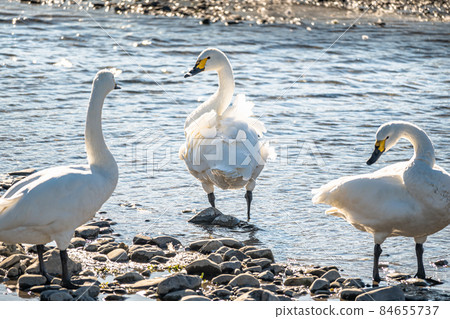 Waterside swan Azumino city 84655737