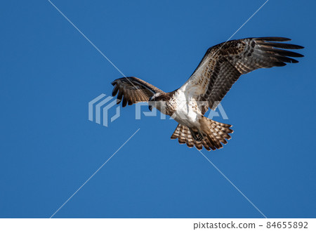 Flying Flying Osprey 84655892