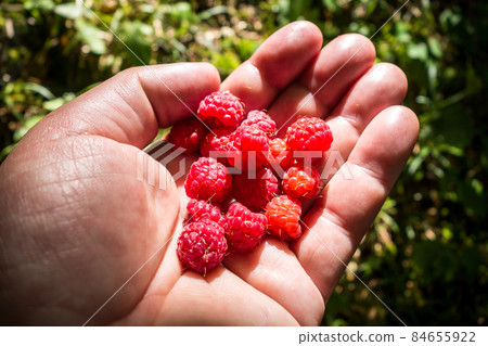 Bunch of raspberries in a hand Bunch of raspberries in a hand 84655922