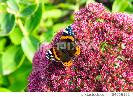 Photography to theme beautiful black butterfly Monarch Photography to theme beautiful black butterfly Monarch 84656131