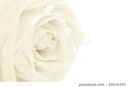 Beautiful white rose close-up with empty space for design as floral wedding background. Soft focus. For love or wedding concept. In Sepia toned. Retro style 84656145
