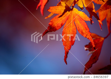 秋天的樹葉 84656397