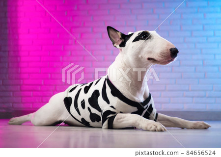a white bull terrier in spotted dog clothes against a brick wall in neon pink and blue tones a white bull terrier in spotted dog clothes against a brick wall in neon pink and blue tones 84656524