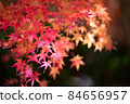 Autumn leaves season-Tatsuno Park, Tatsuno 84656957