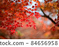 Autumn leaves season-Tatsuno Park, Tatsuno 84656958