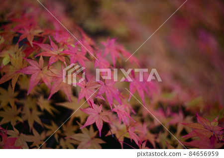 紅葉季節-龍野公園、龍野 紅葉季節-龍野公園、龍野 84656959