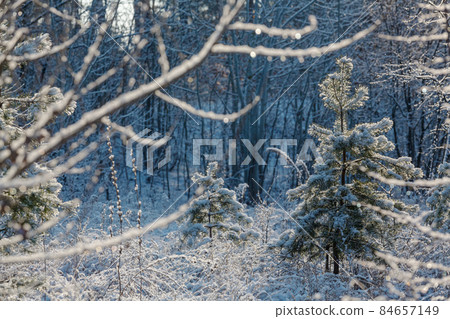 Winter forest 84657149