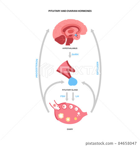 Female reproductive hormones Female reproductive hormones 84658047