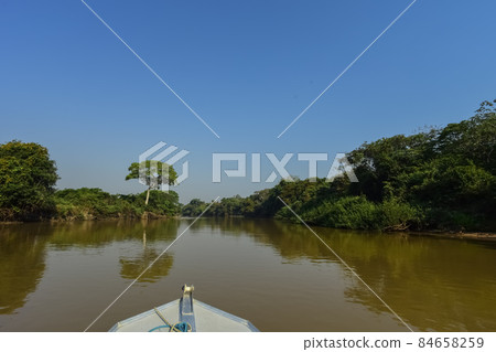 River landscape and jungle,Pantanal, Brazil River landscape and jungle,Pantanal, Brazil 84658259