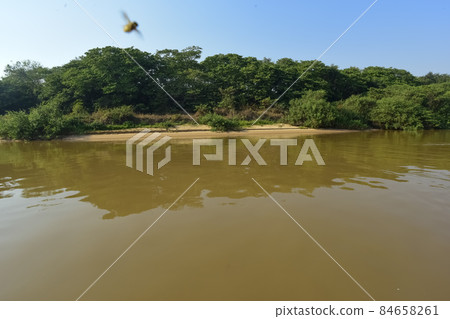 River landscape  and jungle,Pantanal, Brazil 84658261