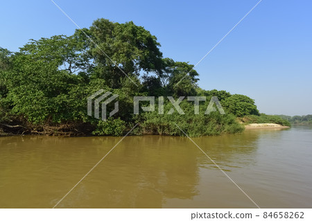 River landscape  and jungle,Pantanal, Brazil 84658262