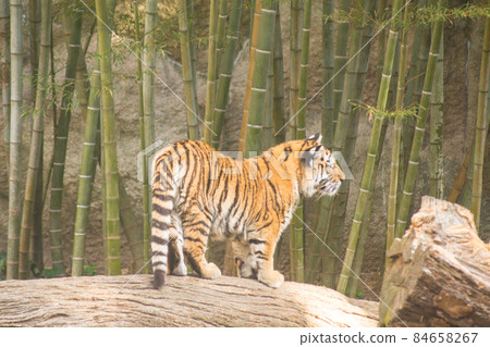 A little tiger standing in front of a bamboo grove A little tiger standing in front of a bamboo grove 84658267