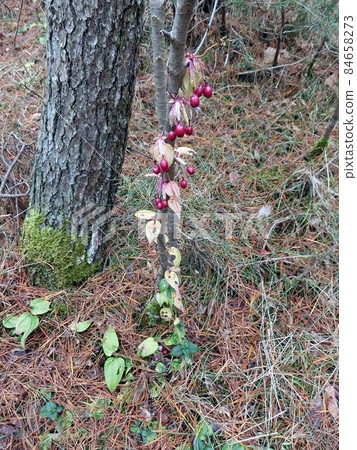 Tripterospermum japonicum (Akita City) in December, bright red fruits and completely dead leaves, rosette-shaped root leaves at the root. Tripterospermum japonicum (Akita City) in December, bright red fruits and completely dead leaves, rosette-shaped root leaves at the root. 84658273