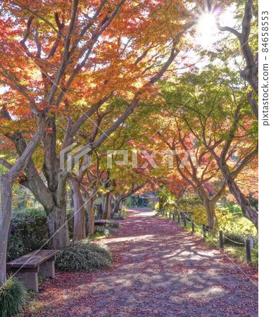 Late autumn maple tunnel autumn leaves scenery * Vertical rectangular composition 84658553