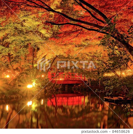 被照亮的秋葉風景正方形構成 84658626