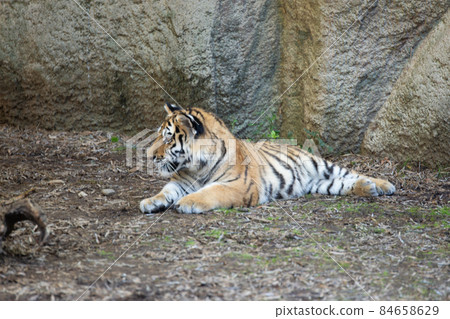 剩下的小老虎 84658629