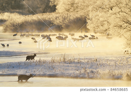 一群梅花鹿出現在被朝陽染成霧靄的日本鶴的棲息地中（北海道鶴居） 84658685