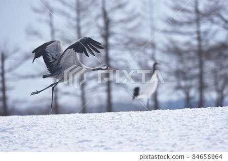 罕見!在北海道出現的黑鶴的飛人 罕見!在北海道出現的黑鶴的飛人 84658964