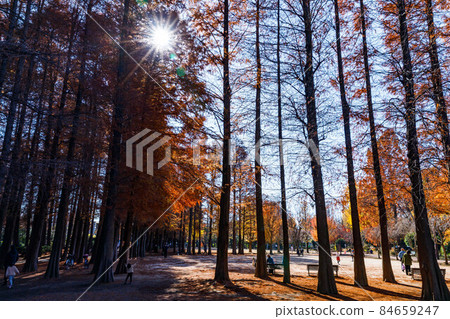 埼玉縣埼玉市別所沼公園水杉紅葉 埼玉縣埼玉市別所沼公園水杉紅葉 84659247
