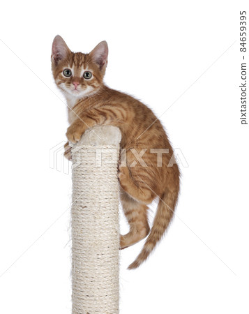 Red cat with pole on white background Red cat with pole on white background 84659395