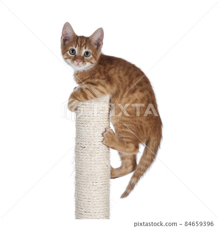 Red cat with pole on white background Red cat with pole on white background 84659396
