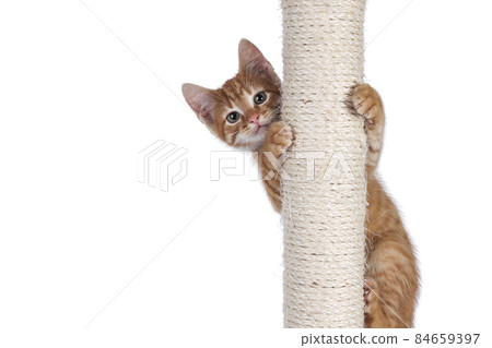 Red cat with pole on white background Red cat with pole on white background 84659397