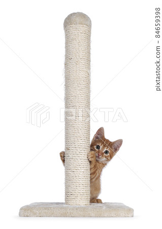 Red cat with pole on white background Red cat with pole on white background 84659398