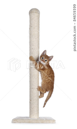 Red cat with pole on white background Red cat with pole on white background 84659399