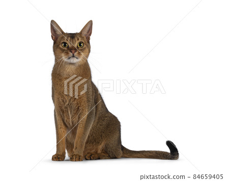 Abyssinian cat on white background 84659405
