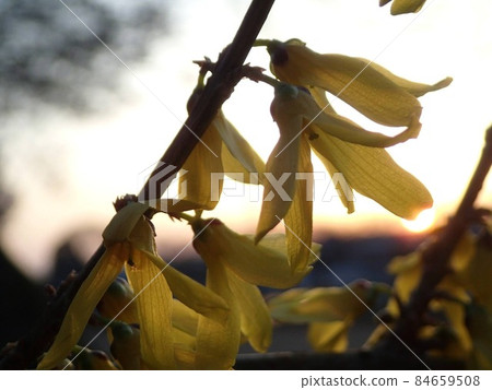 美麗的黃色花朵在夕陽的天空中綻放 美麗的黃色花朵在夕陽的天空中綻放 84659508