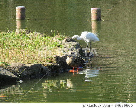 Little Egret and Spot-billed Duck in Chiba Park Cotton Pond Little Egret and Spot-billed Duck in Chiba Park Cotton Pond 84659600
