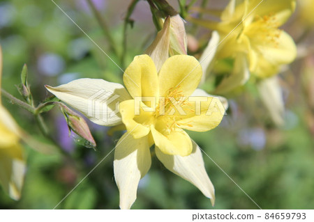 Yellow western aquilegia 84659793