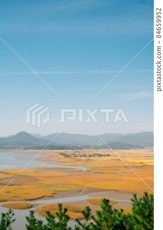 Panoramic view of Suncheonman Bay wetland at autumn in Suncheon, Korea 84659952